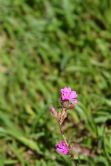 Sticky catchfly