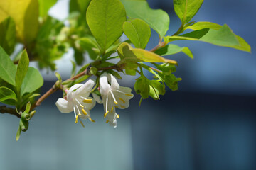 Winter flowering honeysuckle