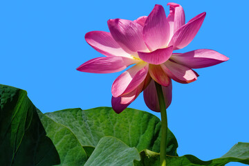 A blossoming lotus flower against a background of green leaves and blue sky