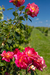 Roses in vineyard, Polesovice, Southern Moravia, Czech Republic