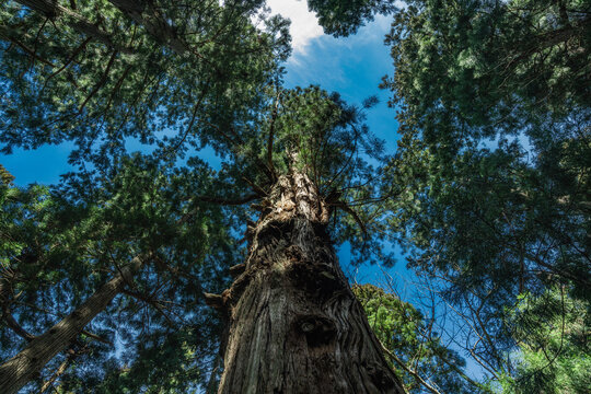 杉の大木を見上げて撮影 © tetsusan