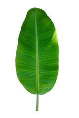 Obraz premium beautiful green banana leaf on white background, nature