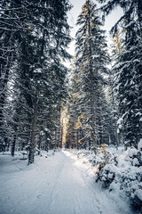 Sumava National Park is one of four national parks in Czechia. It is located in two southern regions create a natural border between the Czech Republic on one side Germany and Austria.	