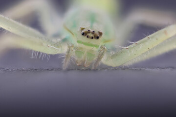 green spider face