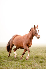 Naklejka na ściany i meble Beautiful amazing chestnut brown mare running on a cloudy foggy meadow. Mystic portrait of an elegant stallion horse.