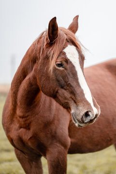 Beautiful amazing chestnut brown mare running on a cloudy foggy meadow. Mystic portrait of an elegant stallion horse.