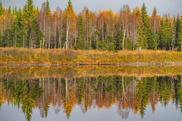 Reflection from fir trees in a lake