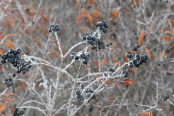 image of field berry snow  