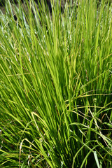 Fototapeta na wymiar Green Chinese Fountain Grass