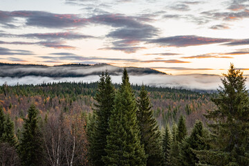 Fir trees over a valley with fog