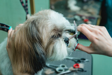 Grooming the Shih Tzu dog