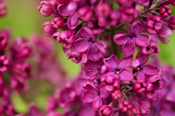 Fototapeta na wymiar pink and purple flowers lilac