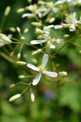 Fototapeta premium Erect clematis