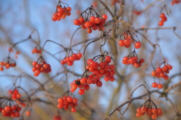 Viburnum berries in winter