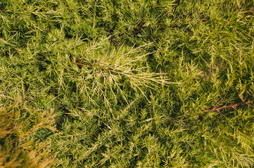 The texture of a beautiful, green, yellow arborvitae, cypress with long needles close-up. Garden plant, shrub.