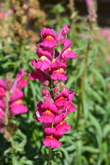 Snapdragon