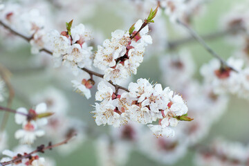 cherry blossom in spring