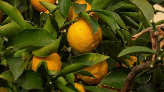 fruit of Japanese citron - Citrus junos - in Fukuoka city, JAPAN. Without sounds