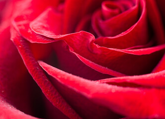 close up red rose macro background