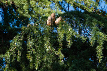 Large ripe brown cones on branches of Himalayan cedar (Cedrus Deodara, Deodar) against blue December sky. Выборочный фокус. Close-up.Himalayan cedars in Cooperative Park near Sochi Commercial Seaport.