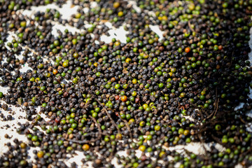 Black Pepper Drying on the ground