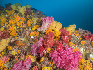 Fototapeta na wymiar Carnation tree corals, and Orange cup corals fully opening polyps (Mergui archipelago, Myanmar)