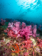 Fototapeta na wymiar Pink Carnation tree corals and schooling jackfish above (Mergui archipelago, Myanmar)