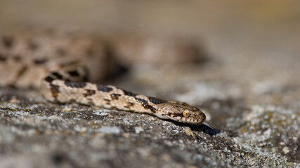 European cat snake (Telescopus fallax), also known as the Soosan snake, on a rock with his tongue out