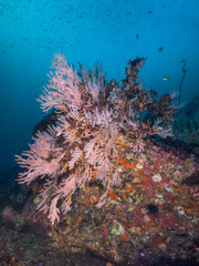Naklejka na ściany i meble Gorgonian coral with fully opened polyps (Mergui archipelago, Myanmar)