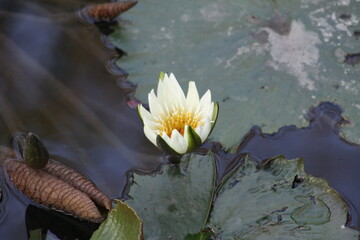 hermosa planta lirio de agua blanca en la naturaleza cercas de ayutla san luis potosi.