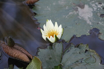 hermosa planta lirio de agua blanca en la naturaleza cercas de ayutla san luis potosi.