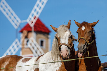 Two horses on the background of a windmill.
