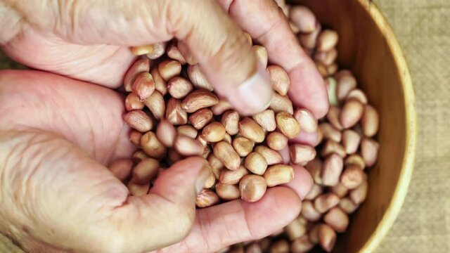 Senior hand scoop peanuts from wooden bowl up to examine. Uncooked peanuts are in old man palm.
