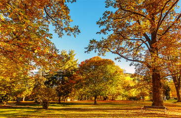 Awesome sunny landscape in the forest. Wonderful Autumn scenery. Picturesque view of nature. Amazing natural Background. Sun rays through colorful trees. Incredible view on alpine forest lakeside