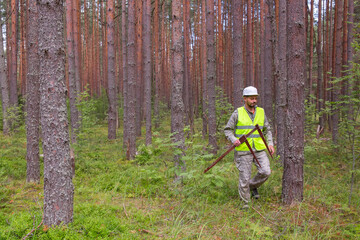 Naklejka premium Forest worker works in the forest with measuring tools.