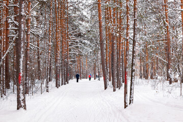 People are skiing in the winter park. Winter sport. Ski track in the forest. Active people in nature. Copy space.