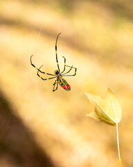 Closeup of a Japanese Joro spider trying to remove autumn leaf from his web.