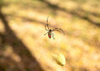 Close-up of a Japanese Joro spider trying to remove autumn leaf from his web.