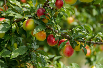 Ripe cherry plum on a branch. Red-yellow plum fruit. An orchard. The ripening of fruits. Summer fruits on a soft blurred background. Red and green shades. Vitamins on a branch in the garden.