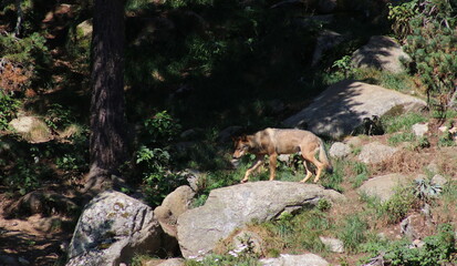 loup européen en meute