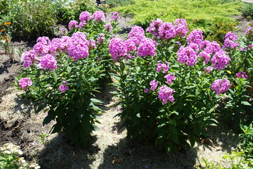 Full length view of Phlox paniculata with pink flowers in July