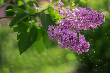 Blossom lilac flowers in spring. Spring blooming lilac. Flowering garden plants.