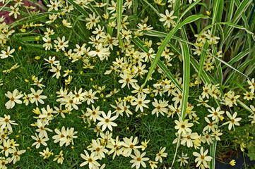 Flowering Coreopsis verticillata 'Moonbeam'  in flower border