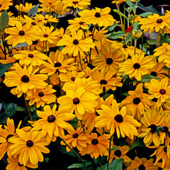The colourful Rudbeckia hirta close up in a flower border