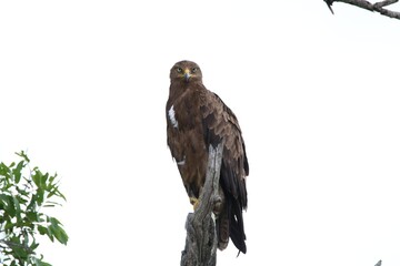 Lesser spotted eagle portrait