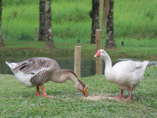 geese on the grass