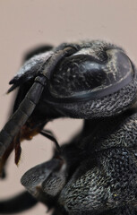 close up of a wasp