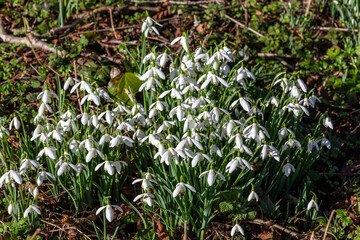 Snowdrops (galanthus) an  early winter spring flowering  bulbous plant with a white springtime flower which opens in January and February in a woodland wildflower setting, stock photo image