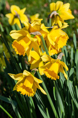 Fototapeta premium Daffodils (narcissus) a springtime yellow flower bulb plant growing outdoors in a public park during the spring season, stock photo image