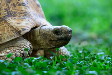 Close up of a cute turtle lying in the green grass.